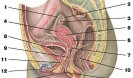 ВНЕШНИЕ И ВНУТРЕННИЕ ПОЛОВЫЕ ОРГАНЫ ЖЕНЩИНЫ