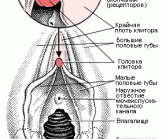 Что такое клитор? 