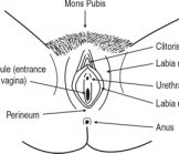 ВАГИНА (ВУЛЬВА, ВЛАГАЛИЩЕ)