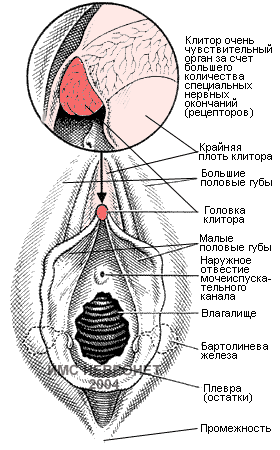 Что такое клитор? 