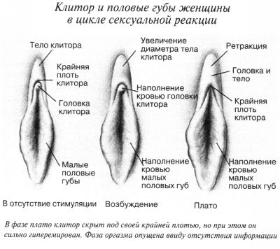 Что такое клитор? 